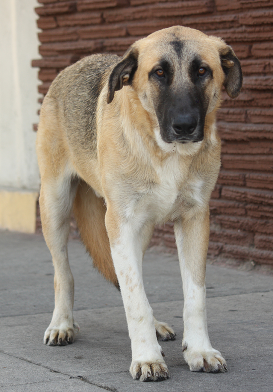 Kangal german best sale shepherd mix